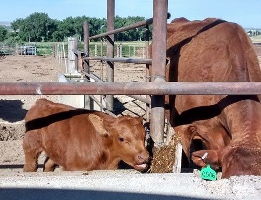 A young nursing calf needs access to solid feed and water almost from birth.  Photo courtesy of Karla Jenkins.