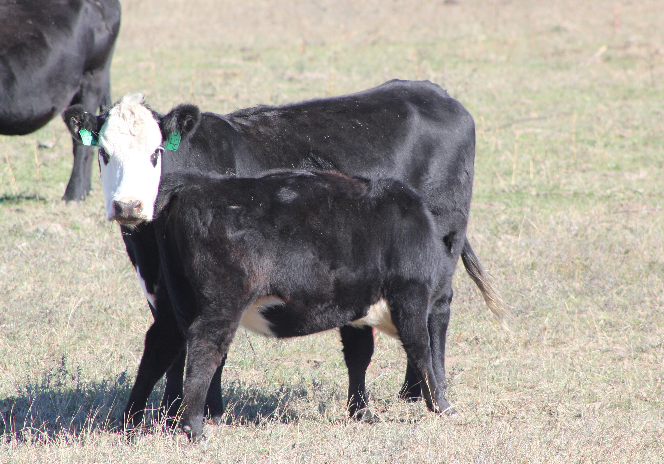 Creep feeding must be carefully appraised in view of economics of cost of gain, potential market, and the influence on sale price of the calves.  Photo courtesy of Troy Walz.