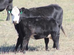 Creep feeding must be carefully appraised in view of economics of cost of gain, potential market, and the influence on sale price of the calves.  Photo courtesy of Troy Walz