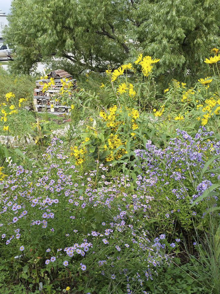 View of the Cherry Creek Pollinator Habitat in September. (Photo by Mary Jane Frogge, Nebraska Extension in Lancaster County)