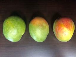 When choosing mangos, focus on feel, not color. A ripe mango will give slightly.  An unripe mango will be hard. Color is not the best indicator of ripeness. (Photo by Kayla Colgrove)