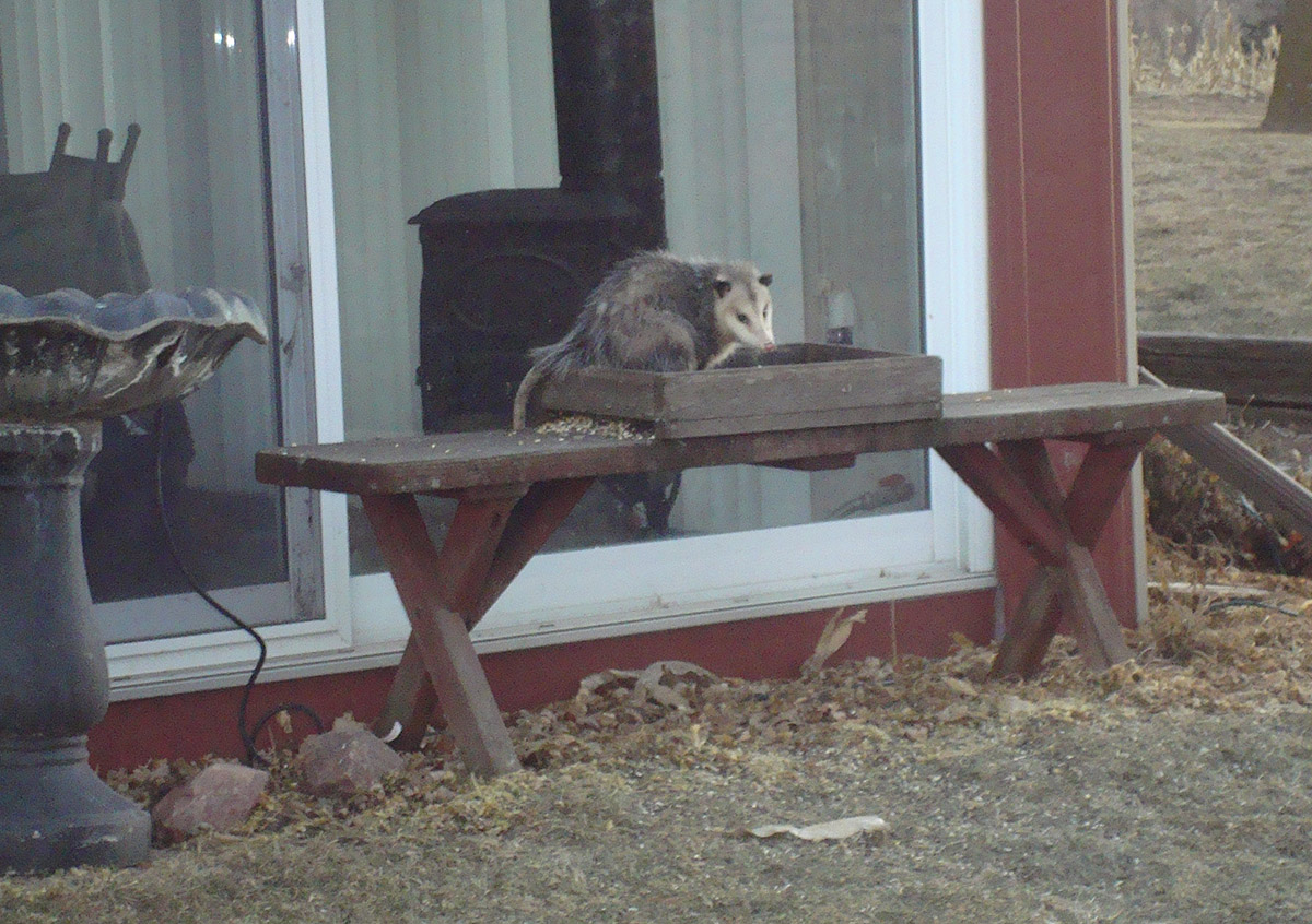 Opossum raiding a bird feeding station. (Photo by Soni Cochran, Nebraska Extension in Lancaster County)