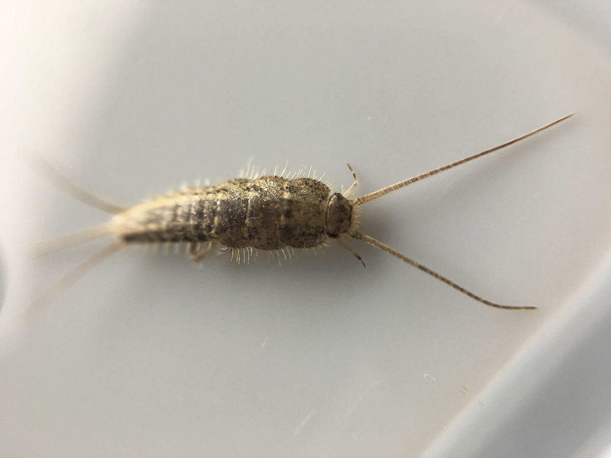 Silverfish and firebrats have a characteristic carrot-shape with two long antennae and three long tail-like appendages. Pictured is a  four-lined silverfish (magnified). (Photo by Jody Green, Nebraska Extension in Lancaster County)