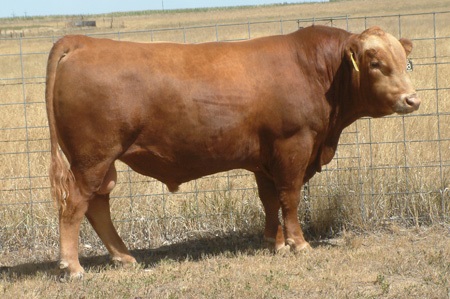 A new genetic evaluation was recently released by the American Simmental Association. Photo courtesy of Matt Spangler.