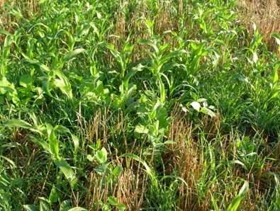 The Annual Forage Insurance Plan offers an opportunity to manage precipitation risk.  Photo Courtesy of Jerry Volesky. 