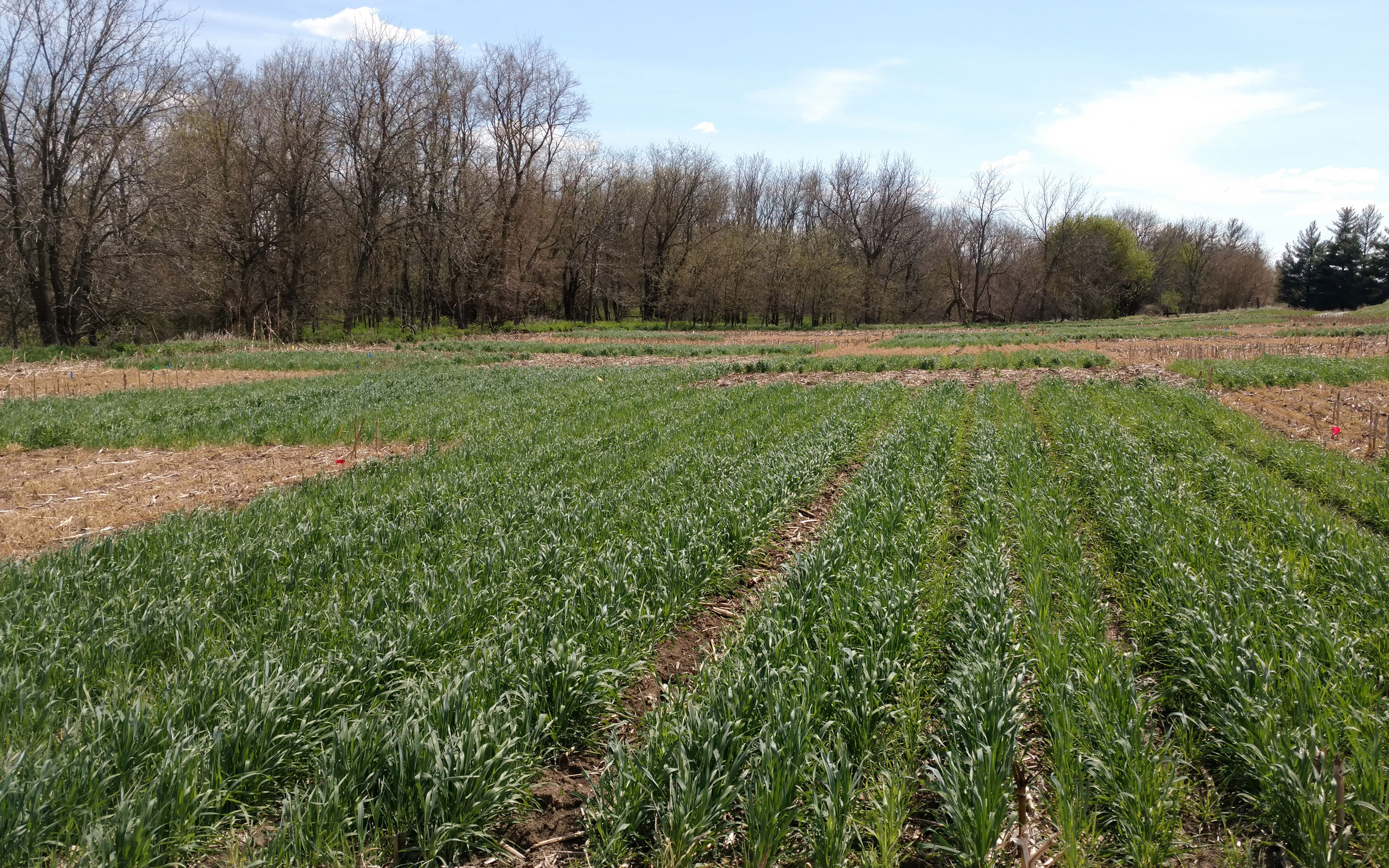 Rye cover crop at late termination (early May) with and without corn residue removal at Rogers Memorial Farm near Lincoln, Nebraska. Photo courtesy of Humberto Blanco. 