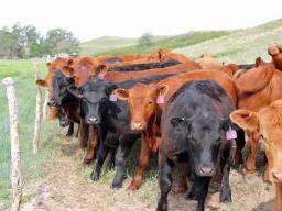 Flexible grazers could include developing more heifers.  Photo courtesy of Troy Walz. 