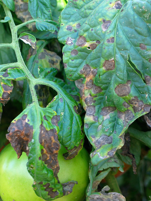  Early blight appears as irregular, dark brown areas on the leaves with concentric, black rings developing into a target-like pattern as the spots enlarge. (Photo by M. T. McGrath, Cornell University) 