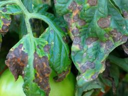  Early blight appears as irregular, dark brown areas on the leaves with concentric, black rings developing into a target-like pattern as the spots enlarge. (Photo by M. T. McGrath, Cornell University) 