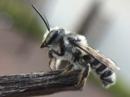 Leafcutter bees are gentle, solitary, hole-nesting bees that gardeners want to attract to their yard to pollinate fruit trees, flowers and vegetables. They are superior pollinators, carrying pollen on the underside of their abdomen. (Photo by Jody Green, 