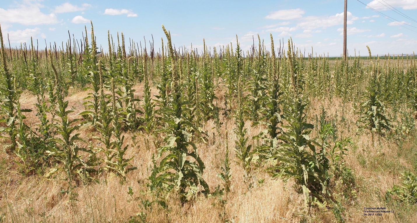 Common mullein stand, Gary Stone Photo.