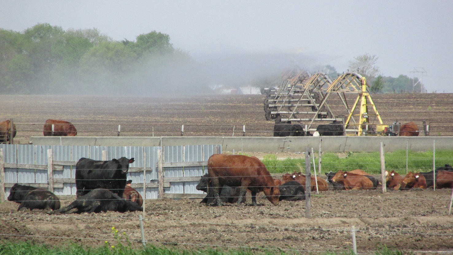 A few important questions should be asked before applying animal manure/effluent to a growing crop. Photo courtesy of Larry Howard.