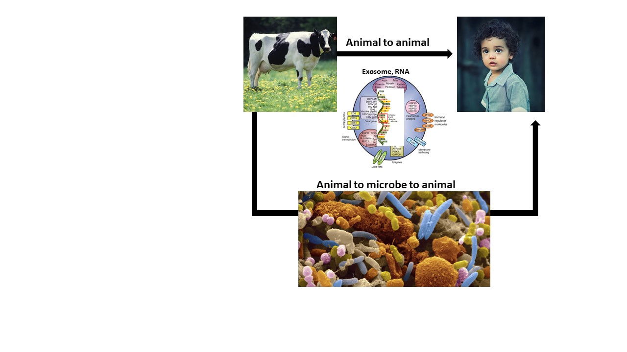 “Bioavailability, distribution and phenotypes of bovine milk exosomes in non-bovine species”