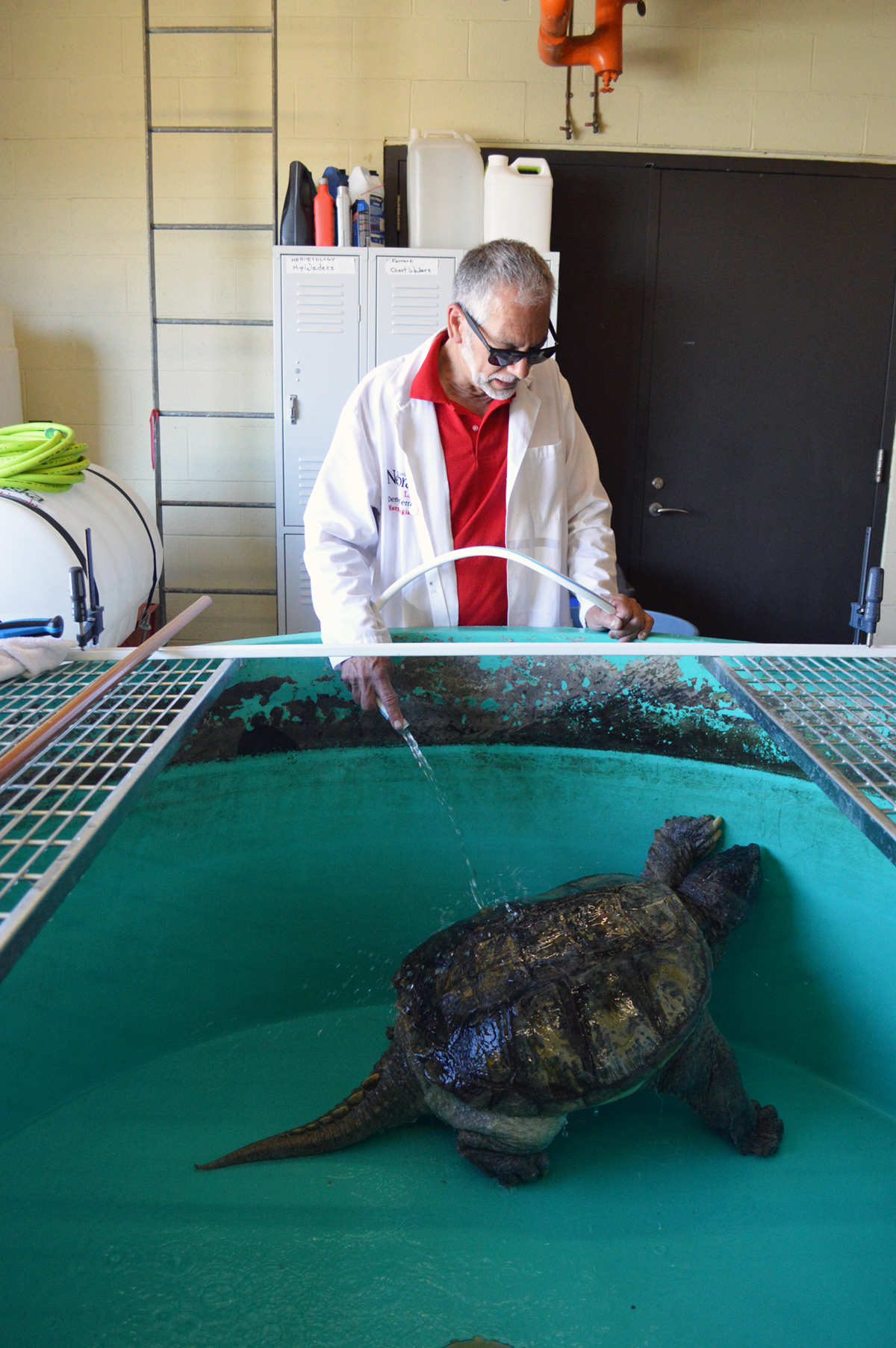 Dennis Ferraro cleans the snapping turtle in his care. | Shawna Richter-Ryerson, Natural Resources