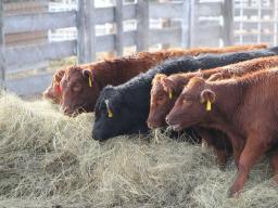 Long stem, grass hay is a recognizable feedstuff to calves.  Photo courtesy of Troy Walz.