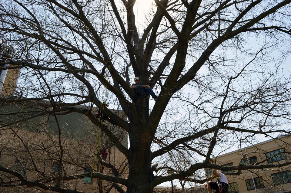 An SNR student climbs to the top of his rope during a spring semester exercise in the arboriculture class. | Shawna Richter-Ryerson, Natural Resources