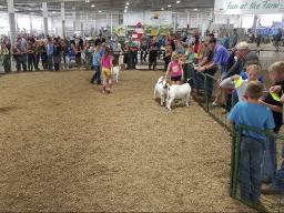 Livestock Judging at Super Fair.jpg