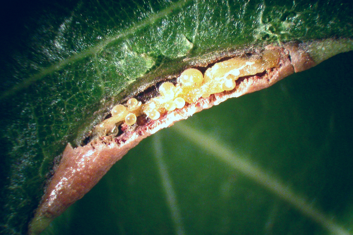 Gravid (pregnant) female Pyemotes itch mites feed inside a gall (magnified). (Photo by Jim Kalisch, UNL Dept. of Entomology)