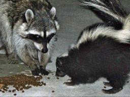 A raccoon and skunk eating  cat food in a backyard. (Photo by Piepie, Wikipedia)