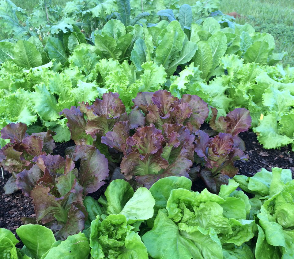 Kale, mustard and lettuce in fall garden. (Photo by Molly Jameson, University of Florida IFAS Extension)