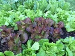 Kale, mustard and lettuce in fall garden. (Photo by Molly Jameson, University of Florida IFAS Extension)