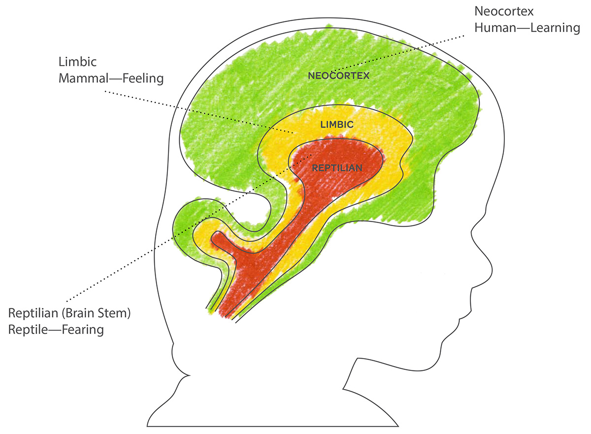 Understanding a Child's Brain: Sensitivity Period and Synaptic Pruning