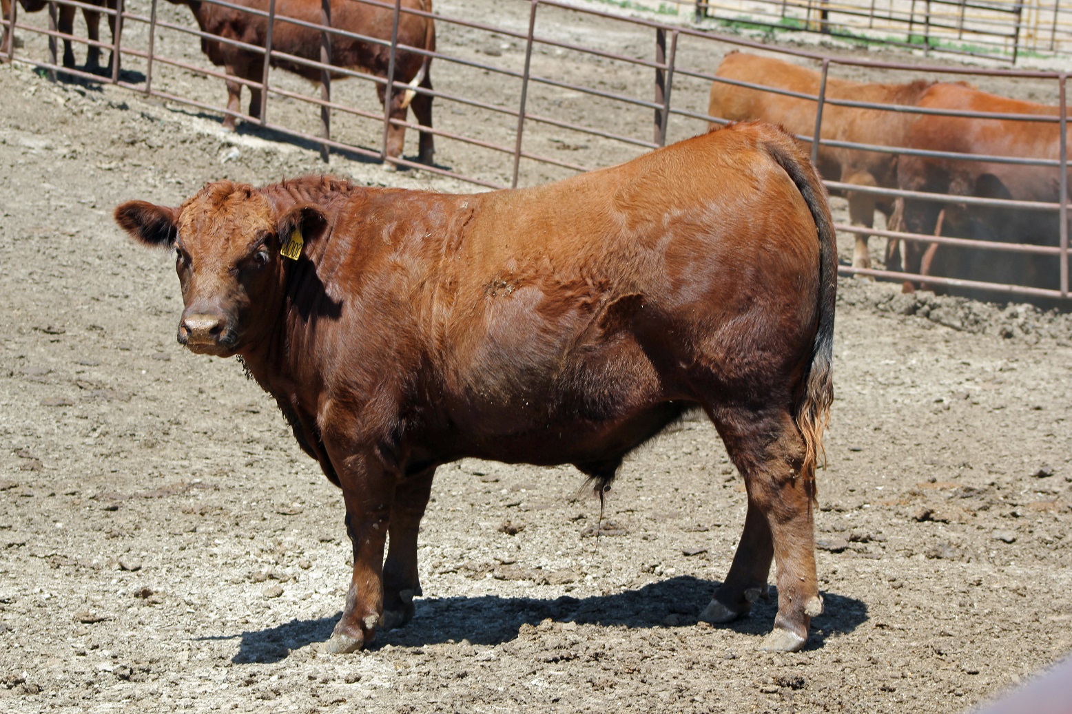 By using some basic dust control techniques, open feedlots can prevent or minimize the problem. Photo courtesy of Troy Walz.