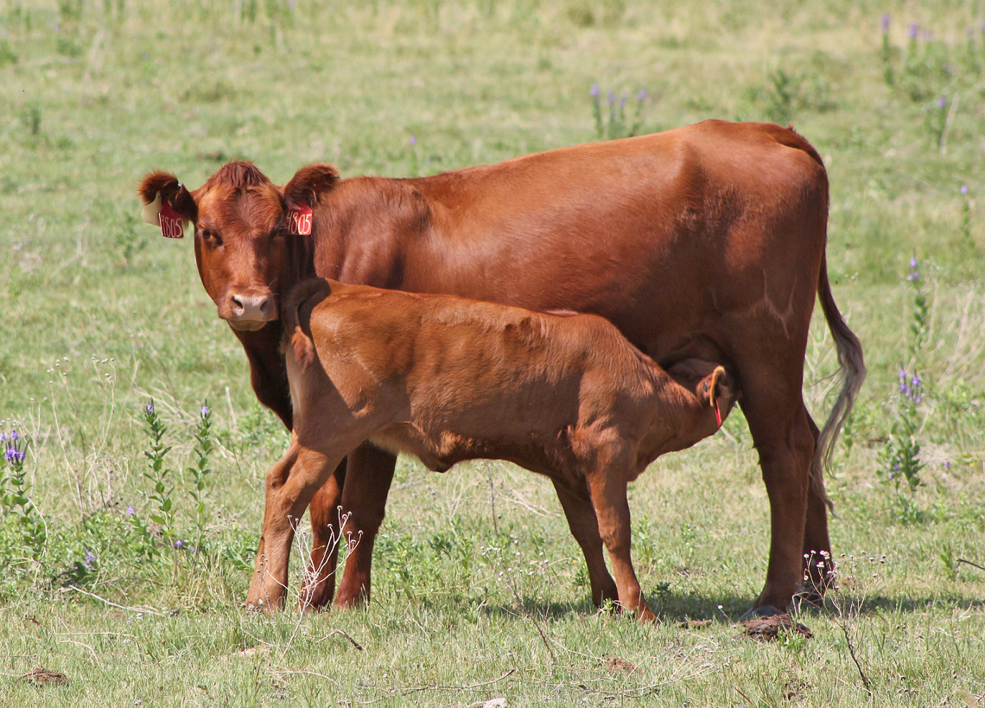 Forage quality decreases in late July and August can present challenges for the May calving heifer.  Photo courtesy of Troy Walz.