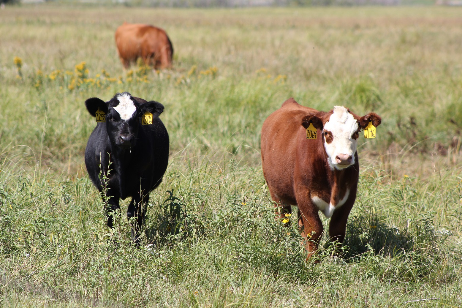 A Livestock Risk Protection (LRP) insurance contract that protects against unexpected down swings in the national cattle market price could be used as a risk management tool.  Photo courtesy of Troy Walz.