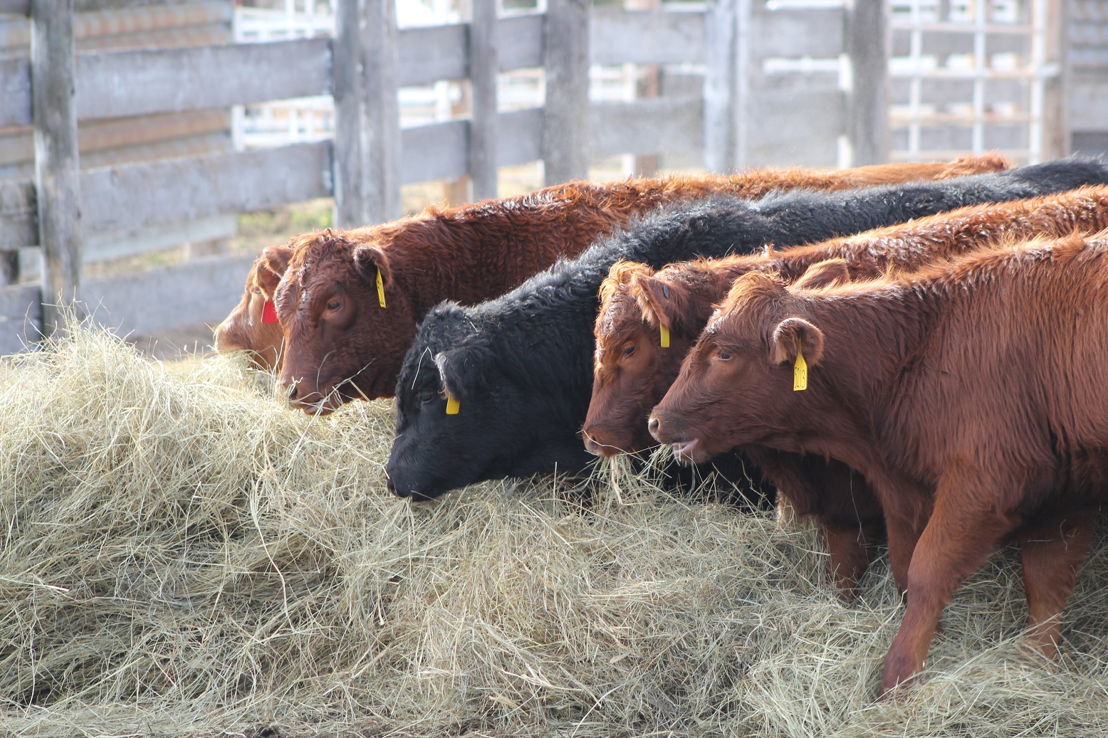 IMG_0965 Walz weaned calves hay.jpg