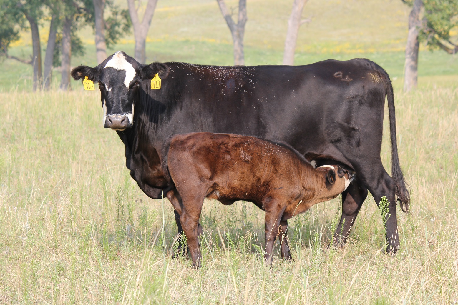 Nebraska monthly grazing rates represent a typical fee for one month of grazing during the summer. Photo courtesy of Troy Walz.