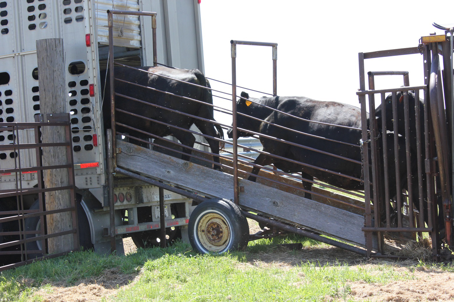 Incorporating good stockmanship during sorting, loading and unloading can assist in reducing bruising. Photo courtesy of Troy Walz.
