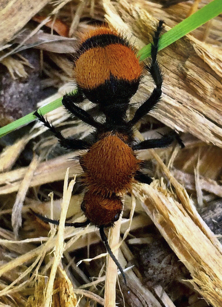 Female cow killer ant, a velvet ant, can be up to 3/4-inch long. (Photo by Jody Green, Nebraska Extension in Lancaster County)