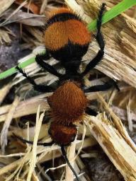 Female cow killer ant, a velvet ant, can be up to 3/4-inch long. (Photo by Jody Green, Nebraska Extension in Lancaster County)