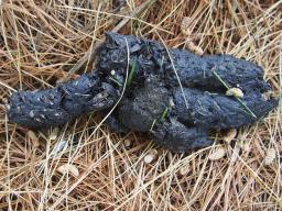 Seeds and other plant materials are visible in this raccoon scat. Use caution when observing scat. Raccoon scat may also contain raccoon roundworm eggs which are dangerous to human health. (Photo by Stephanie McReynolds)