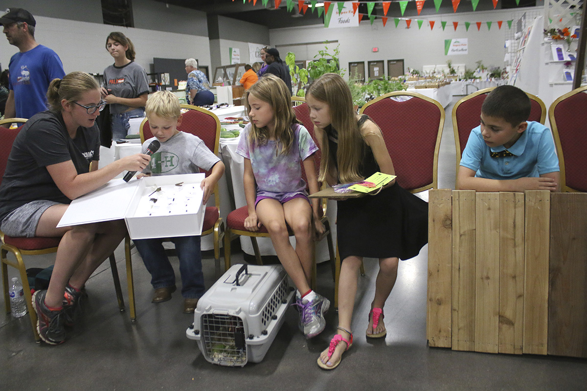 Many 4-H Clover Kids (ages 5–7) who entered static exhibits also participated  in Show & Tell. Clover Kid activities are non-competitive, and they receive  rainbow participation ribbons. Pictured is a youth talking about his insect collection box.