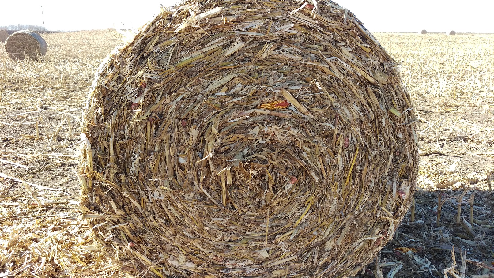 Baling of cornstalk residue comes with many questions.  Photo courtesy of Jenny Rees.