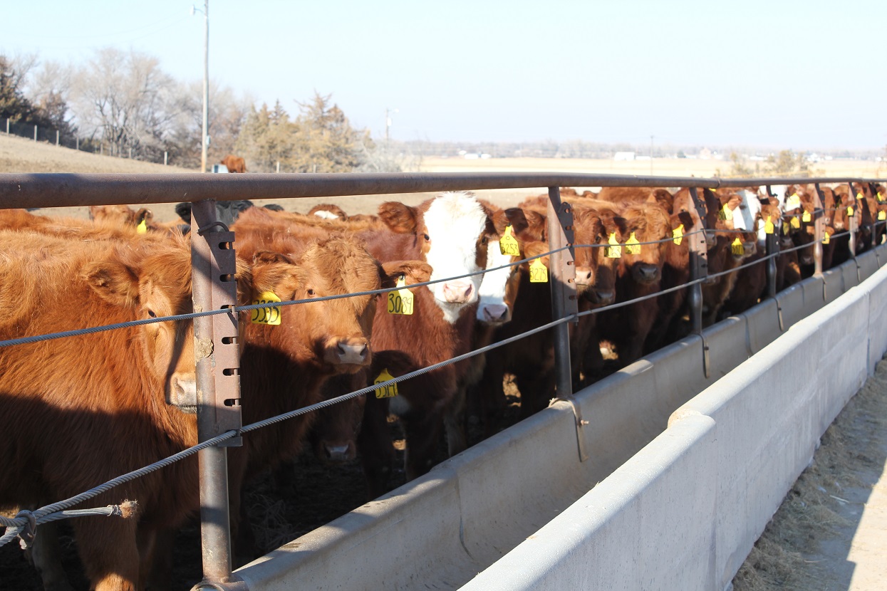 Bunk space can vary depending on if calves were preconditioned or not prior to entering the feedlot. Photo courtesy of Troy Walz.