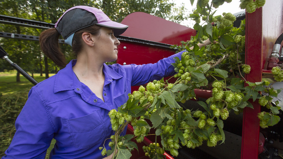 Allison Butterfield, a graduate research assistant in horticulture, feeds a hop bine into a harvester during the Aug. 24 event. Photo by Troy Fedderson  |  University Communication 