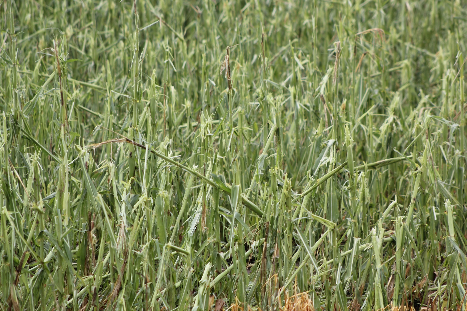  Making hailed corn into corn silage can be a good option.  Photo courtesy of Troy Walz.